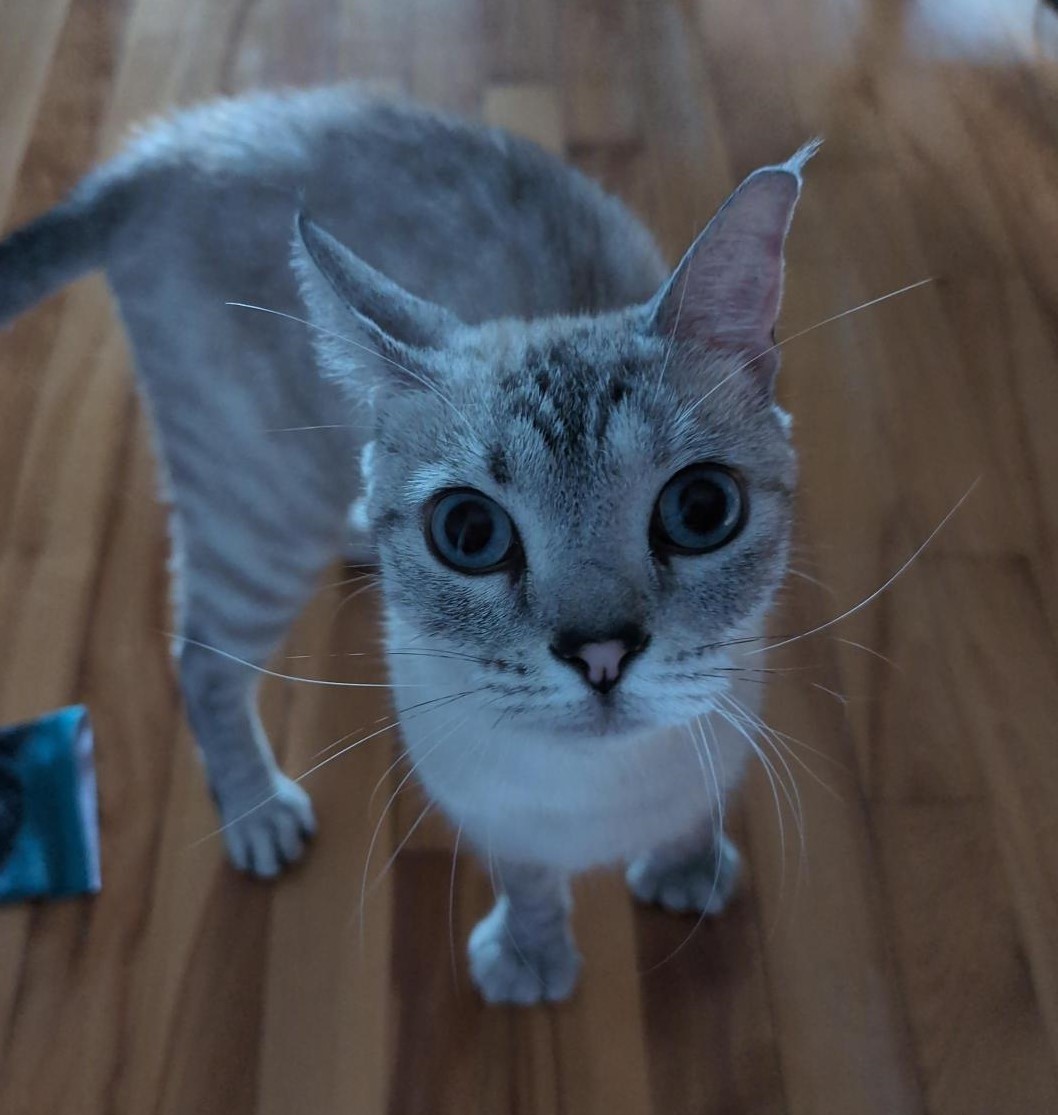 Photo du chat de Thomas Desrosiers, développeur web junior