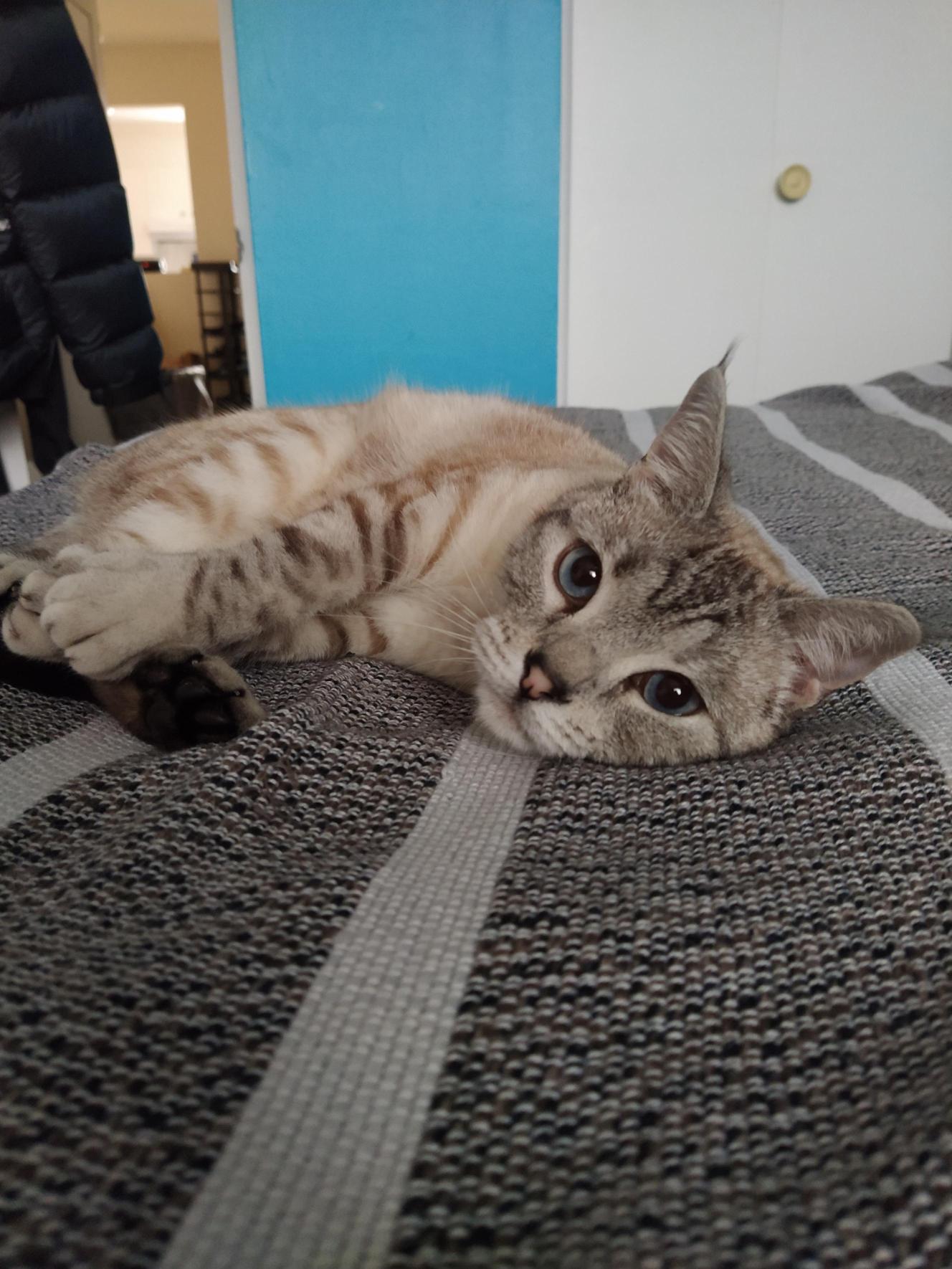 Photo du chat de Thomas Desrosiers, développeur web junior